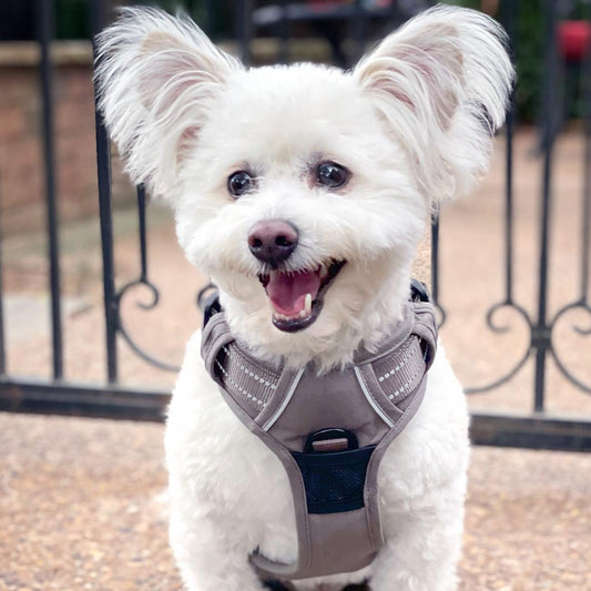 Dog Harness Beige