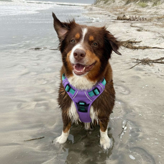 Pull Control Dog Harness Zapawzy