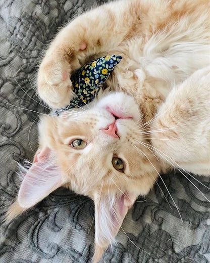 Modern Mouse Catnip Toy