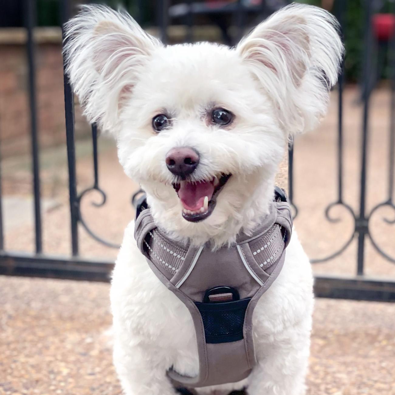 Dog Harness Beige