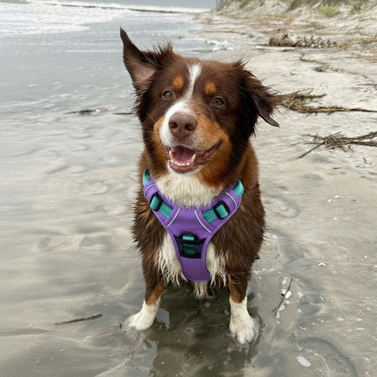 Pull Control Dog Harness